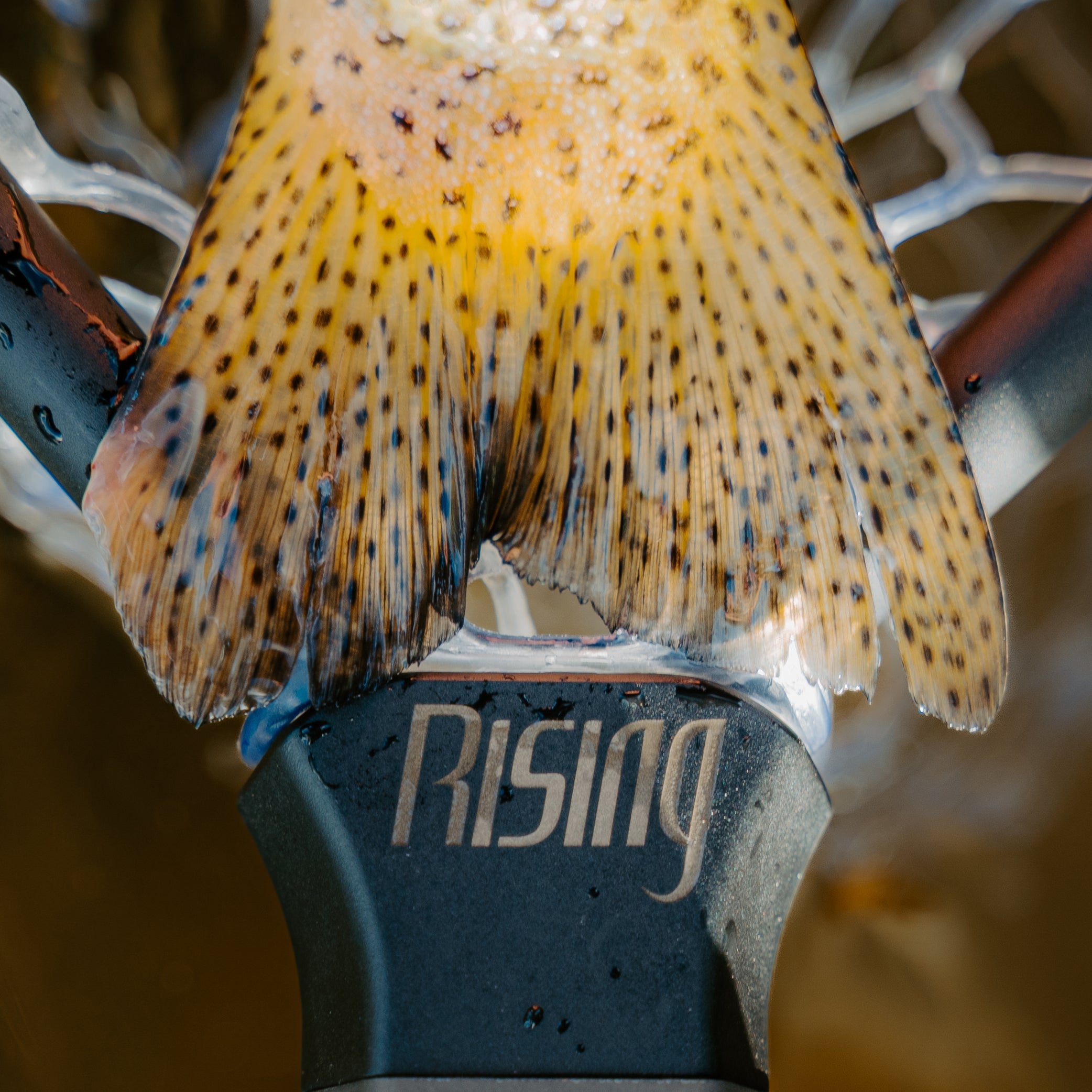 Brookie Net Package